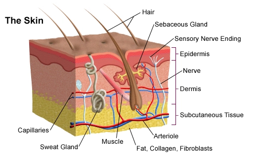 diagram of skin face rejuvenation perth